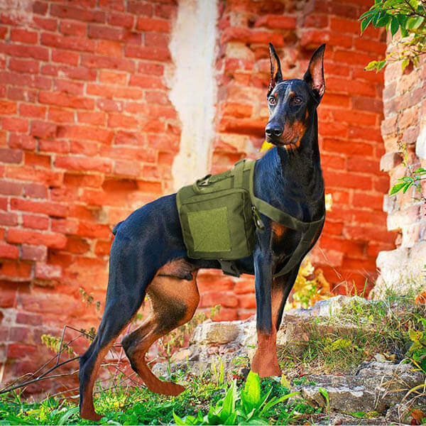 Titan Depot Dog Tactical Training Harness With Detachable Molle Pouch Dobermann working