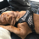 Large Dog Harness